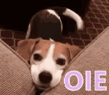 Beagle Oie Cachorro Ola GIF - Beagle Hey Dog GIFs