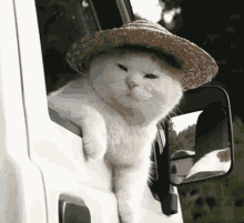 Ok Driving GIF - Ok Driving Cats GIFs