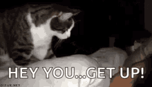 Hey You Get Up Cat GIF - Hey You Get Up Cat Wake Up GIFs