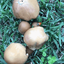 Ladybug Mushrooms GIF - Ladybug Mushrooms Insect GIFs
