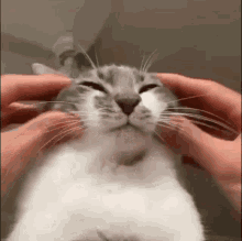 Cat Fast Pet GIF - Cat Fast Pet Kitten GIFs