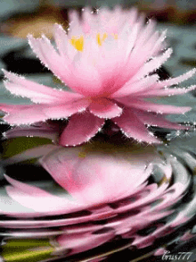 Lotus Glitter GIF - Lotus Glitter Reflection GIFs