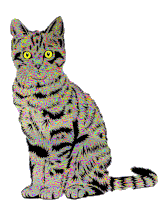 Cat Shocked Sticker - Cat Shocked Stare Stickers