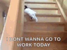 Cat Lazy GIF - Cat Lazy Slide GIFs