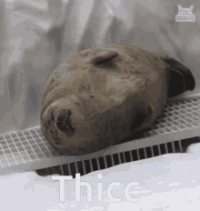 Seal Thic GIF - Seal Thic Sleep GIFs