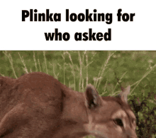 Plinka Who Asked GIF - Plinka Who Asked Plinka Looking For Who Asked GIFs