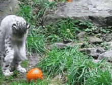 snow leopard pumpkin cute playing animals