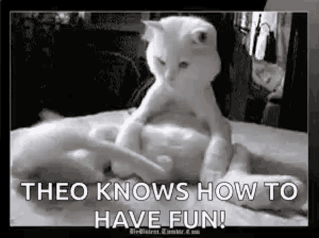 Cat Bored GIF - Cat Bored Theo Knows How To Have Fun GIFs