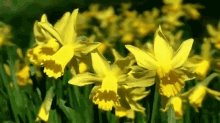Daffodil GIF - Daffodil Flowers GIFs