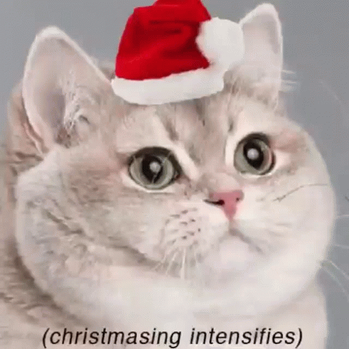 christmas-cat.gif
