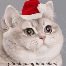 Christmas Cat GIF - Christmas Cat Christmasing Intensifies GIFs