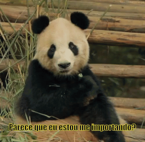 Pra Quem Acha Que Eu To Ligando...Panda GIF - Panda Eating - Discover