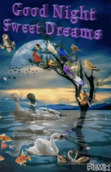Good Night Sweet Dreams GIF - Good Night Sweet Dreams Lake GIFs