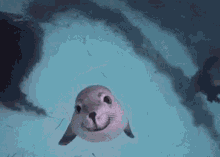 Seal Hi GIF - Seal Hi Cute GIFs