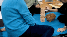 Hamster The Pet Collective GIF - Hamster The Pet Collective Playing GIFs