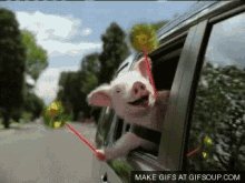 Geico Pig GIF - Geico Pig Wee GIFs