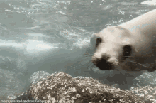 Sea Lion Fun GIF - Sea Lion Fun - Discover & Share GIFs