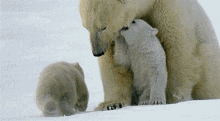 Polar Bears Canadian Wildlife GIF - Polar Bears Canadian Wildlife Polar Bear Cubs GIFs