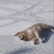Dog Cute GIF - Dog Cute Snow GIFs