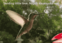 Sending Little Love Heart GIF - Sending Little Love Heart Love Bird GIFs