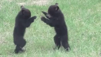 bears-fighting.gif