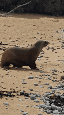 Sea Lion See You Later GIF - Sea Lion See You Later GIFs
