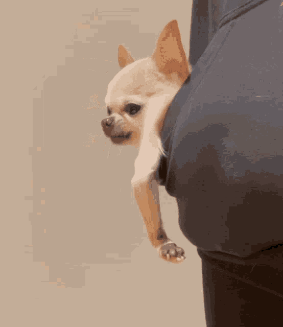 Funny Chihuahua GIF - Funny Chihuahua GIFs