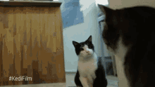 Kızgın Kedi GIF - Kizgin Kedi GIFs