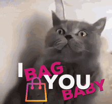 Bag Cat GIF - Bag Cat Cat Bag GIFs
