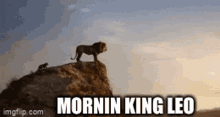 Morning Leo GIF - Morning Leo Hi GIFs