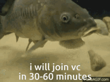 Vc Fish Voice Call GIF - Vc Fish Vc Voice Call GIFs