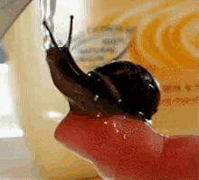 snail water thirsty