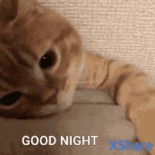 Good Night Cat Gif GIF - Good Night Cat Gif GIFs