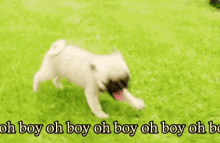 Dog Oh Boy GIF - Dog Oh Boy Excited GIFs