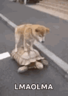 Funny Animals Lmaolma GIF - Funny Animals Lmaolma Dogs Turtles GIFs