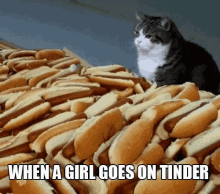 hot dogs cat tinder