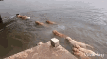 Swimming Lessons GIF - Swimming Lessons Follow The Leader GIFs