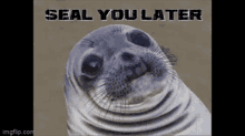 Seal You Later Gator Gif GIF - Seal You Later Gator Gif GIFs