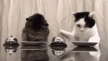 Cat Bell GIF - Cat Bell Treats GIFs