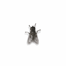 Laron Lalat GIF - Laron Lalat Serangga GIFs