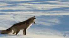 Dumb Fox GIF - Dumb Fox Dive GIFs