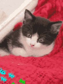 cat game laser eyes cat game laser eyes