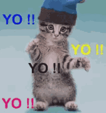 Yo Cat GIF - Yo Cat GIFs
