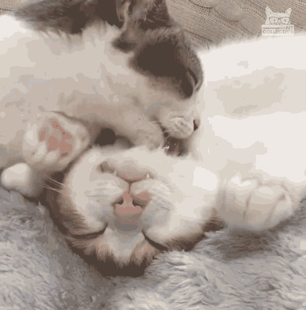 Cleaning Cat Licking GIF - Cleaning Cat Licking Relaxed - Discover & Sh...