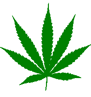 Cannabis Legalize Sticker - Cannabis Legalize Legalise Nz Stickers