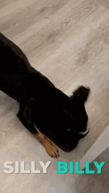 Dogs Billy The Dog GIF - Dogs Billy The Dog Come Meet Billy GIFs