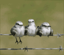Bored Hanging GIF - Bored Hanging Bird GIFs