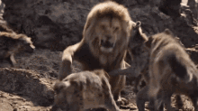 Mufasa Lionking GIF - Mufasa Lionking Simba GIFs