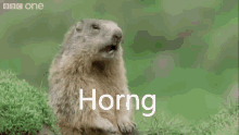 Horng Hwang GIF - Horng Hwang Horng Yuan Ling GIFs