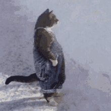 Rotating Cat Standing Cat GIF - Rotating Cat Standing Cat Liamniko GIFs